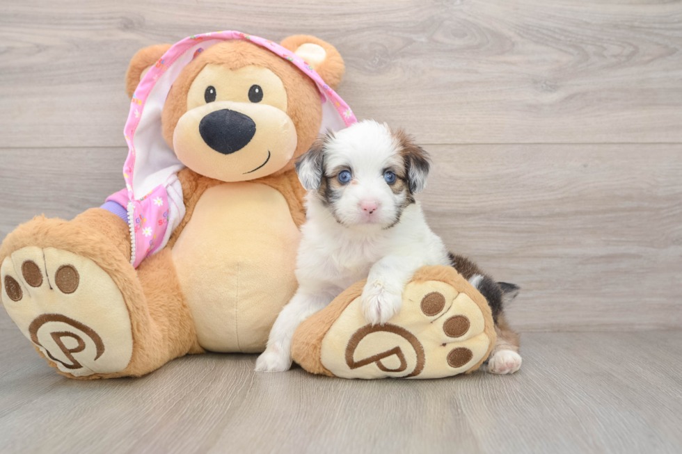 Fluffy Mini Aussiedoodle Poodle Mix Pup