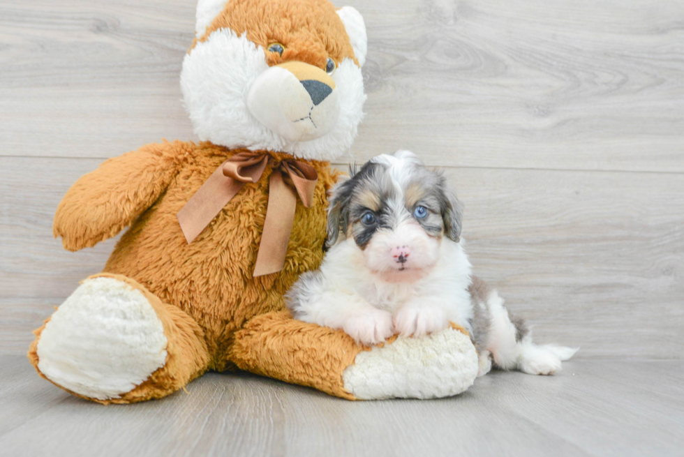 Playful Aussiepoo Poodle Mix Puppy