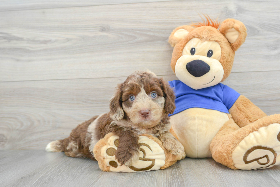 Sweet Mini Aussiedoodle Baby