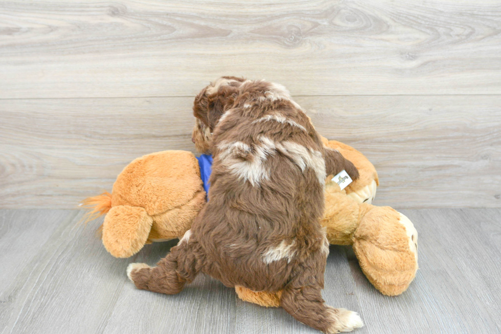 Happy Mini Aussiedoodle Baby