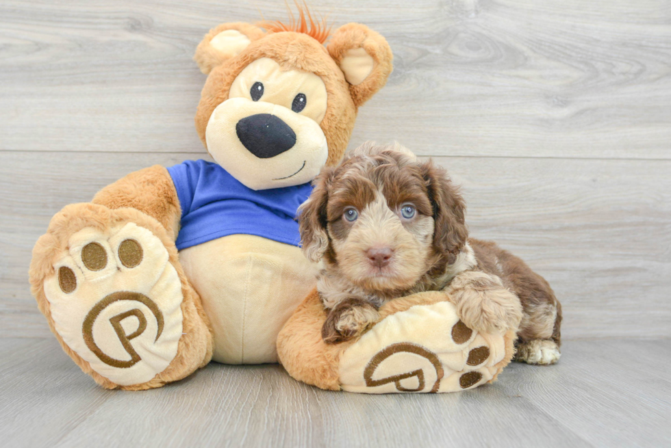 Energetic Aussiepoo Poodle Mix Puppy