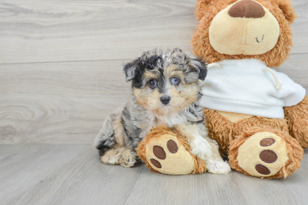 Mini Aussiedoodle Pup Being Cute