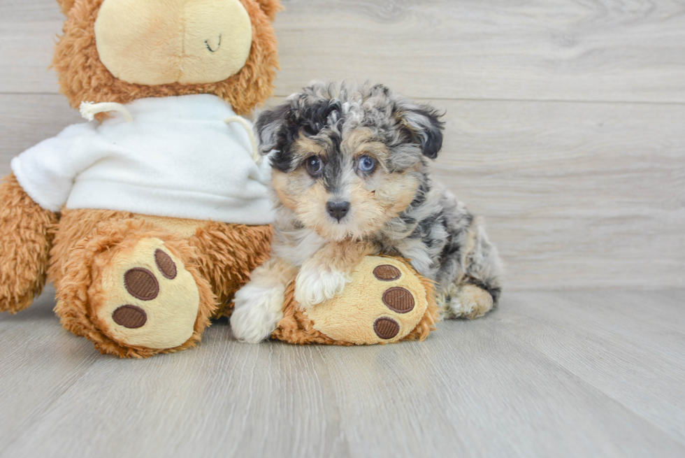 Playful Aussiepoo Poodle Mix Puppy