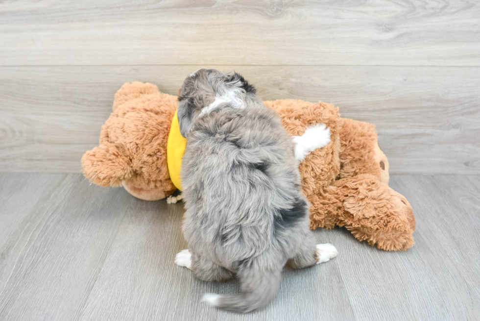 Best Mini Aussiedoodle Baby