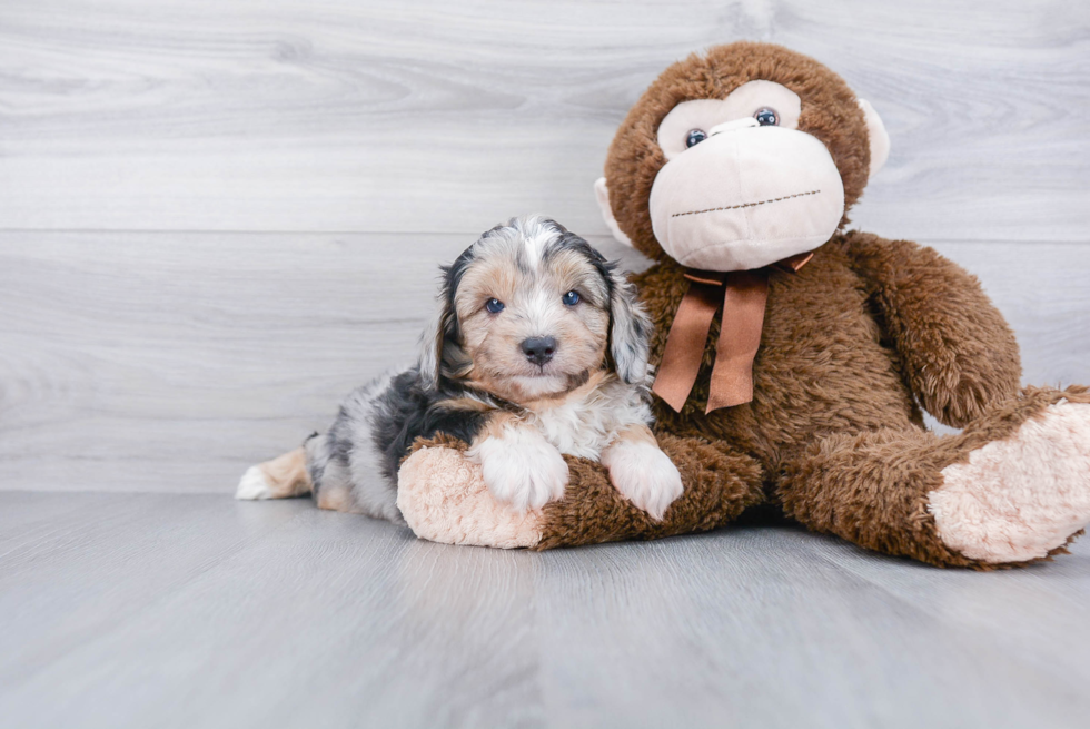 Popular Mini Aussiedoodle Poodle Mix Pup