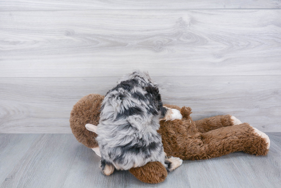 Playful Aussiepoo Poodle Mix Puppy