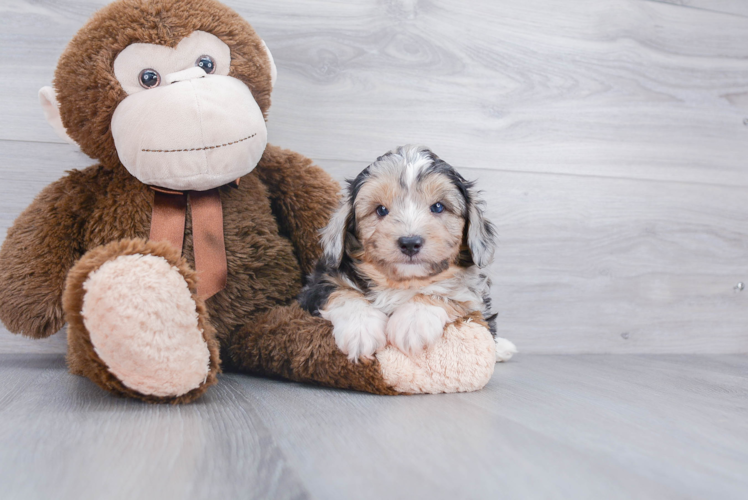 Mini Aussiedoodle Puppy for Adoption