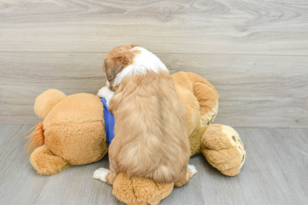 Mini Aussiedoodle Pup Being Cute