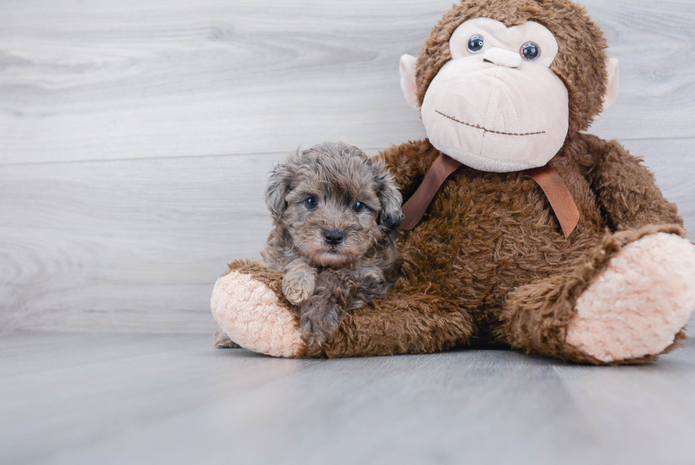 Best Mini Aussiedoodle Baby