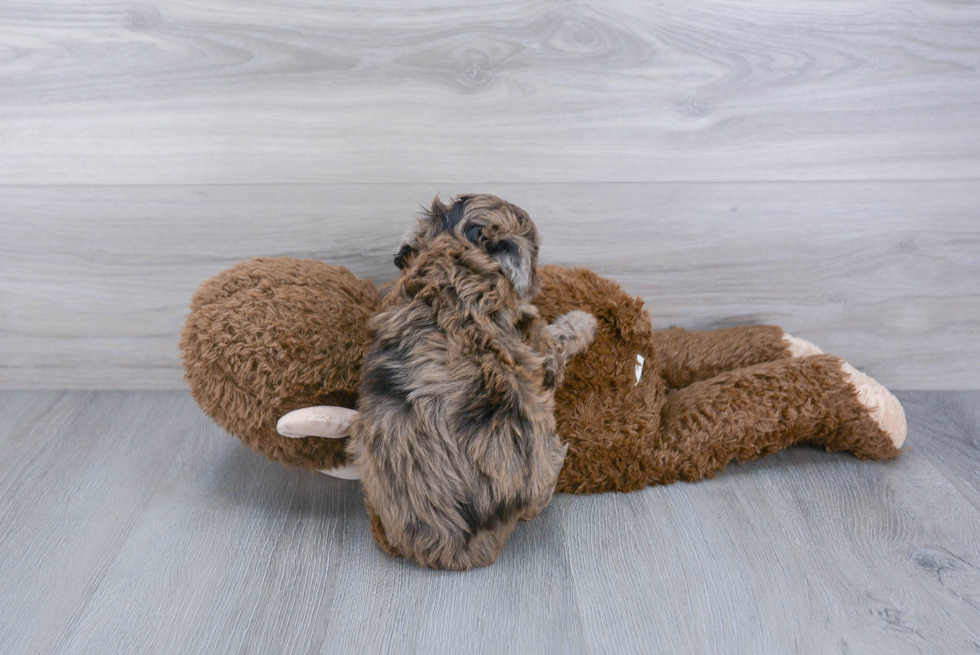 Adorable Aussiepoo Poodle Mix Puppy