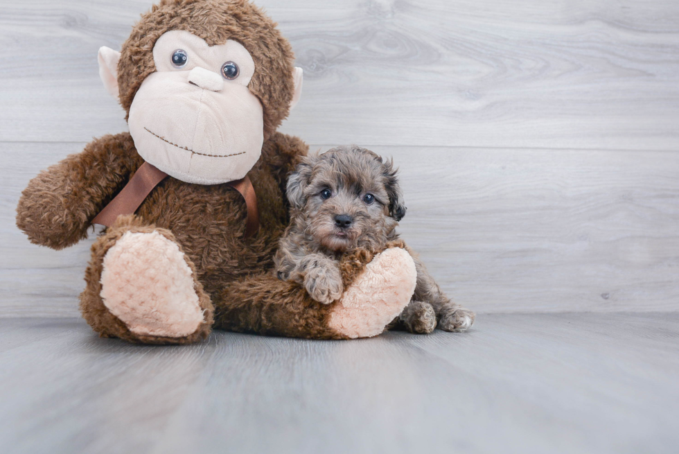 Happy Mini Aussiedoodle Baby