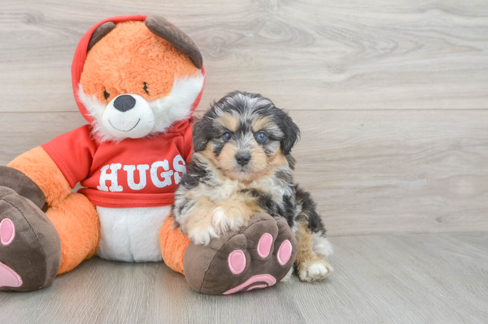 5 week old Mini Aussiedoodle Puppy For Sale - Premier Pups