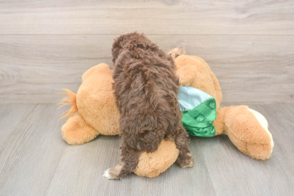 Small Mini Aussiedoodle Baby