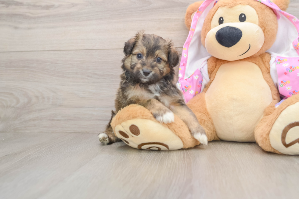 Happy Mini Aussiedoodle Baby