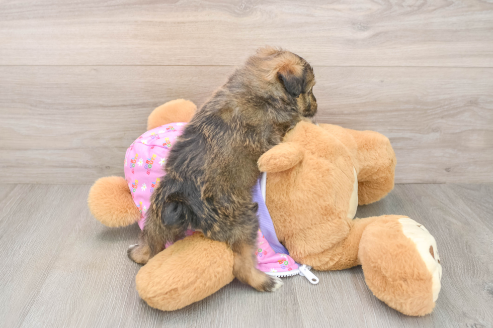 Sweet Mini Aussiedoodle Baby
