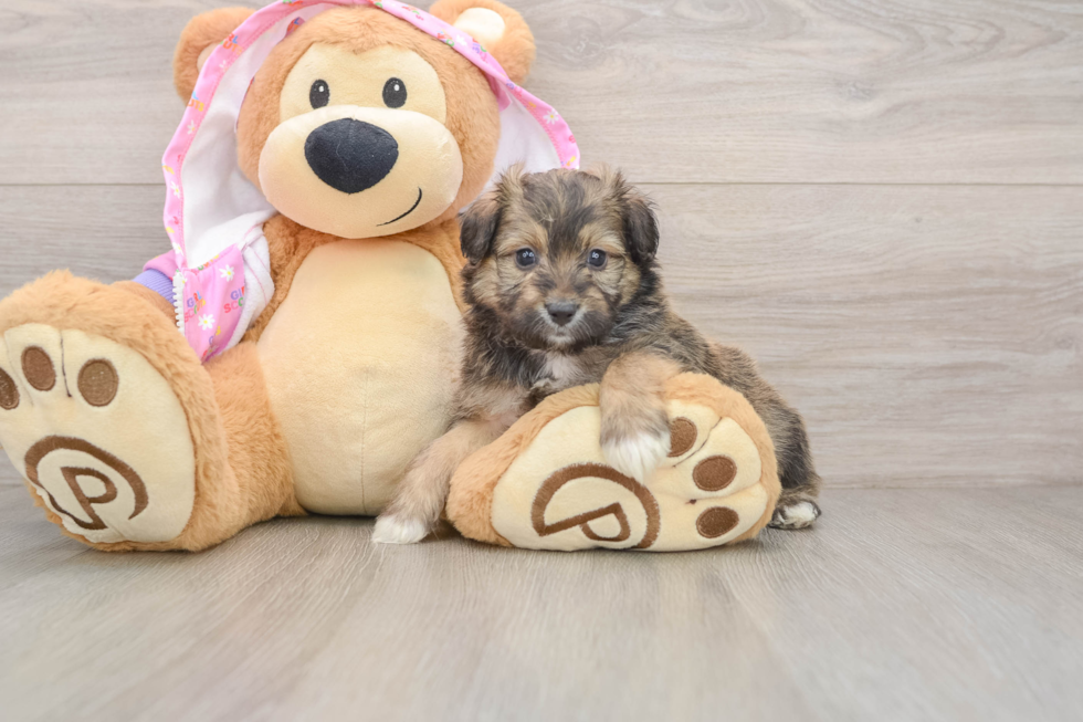 Mini Aussiedoodle Pup Being Cute