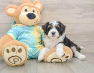 7 week old Mini Aussiedoodle Puppy For Sale - Premier Pups