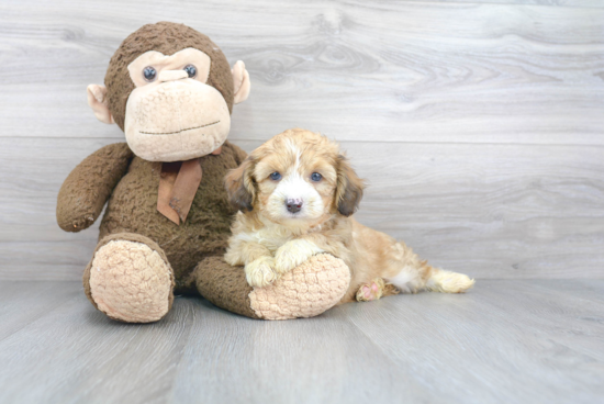 Happy Mini Aussiedoodle Baby