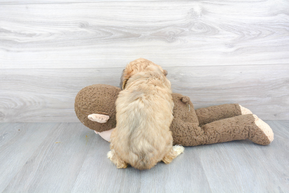 Energetic Aussiepoo Poodle Mix Puppy