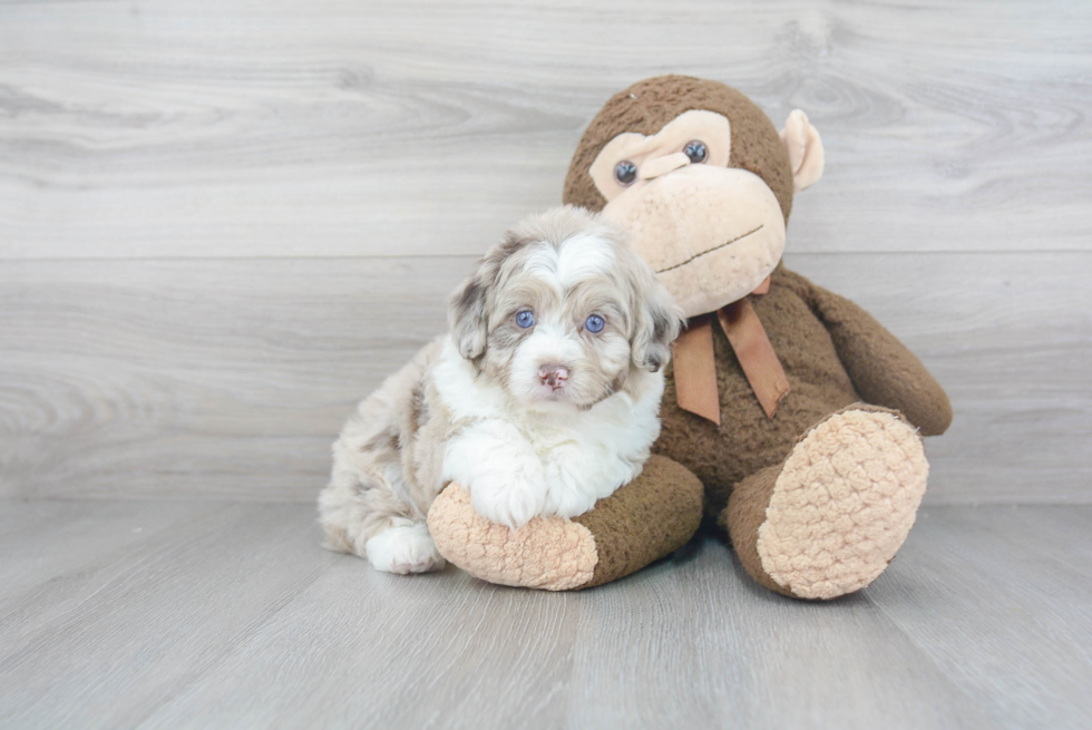 Mini Aussiedoodle Pup Being Cute