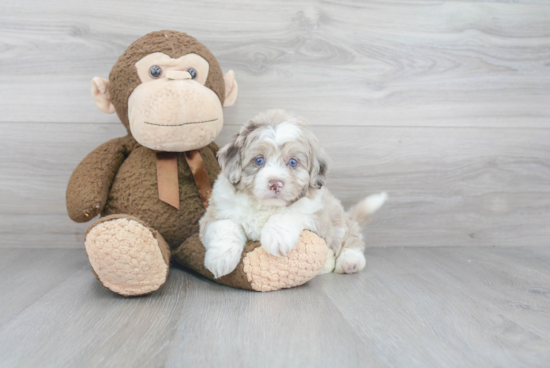 Mini Aussiedoodle Pup Being Cute