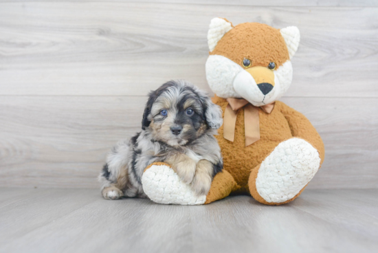 Fluffy Mini Aussiedoodle Poodle Mix Pup