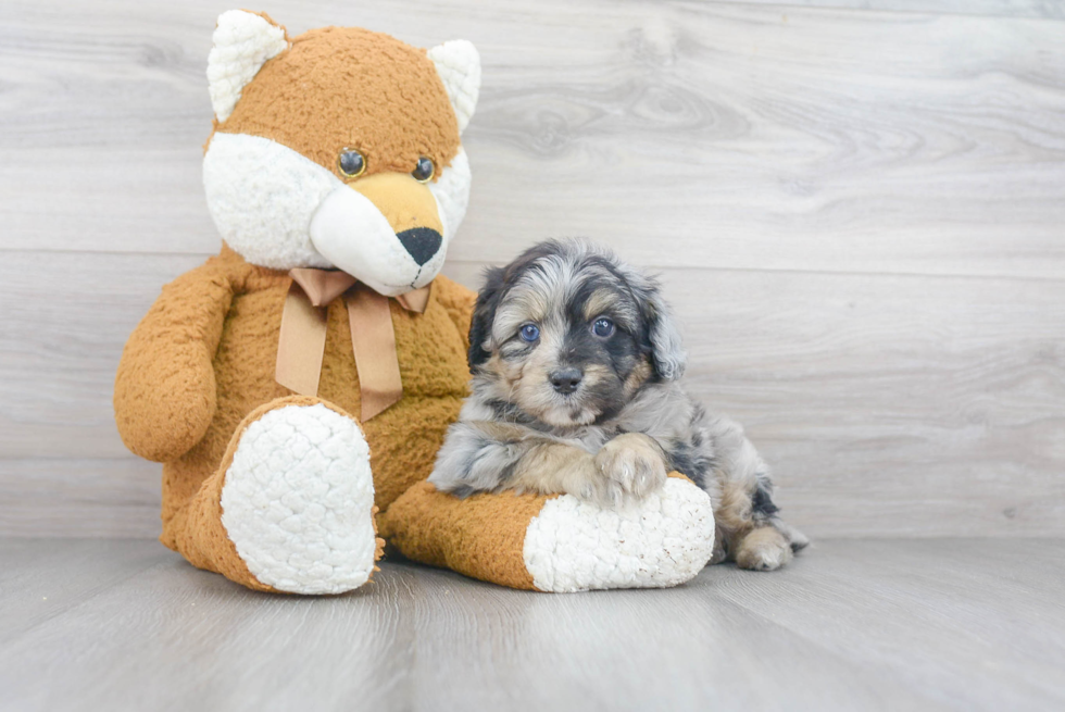 Mini Aussiedoodle Puppy for Adoption