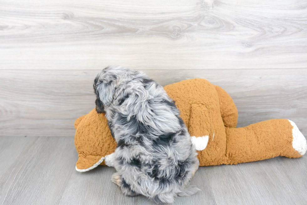 Mini Aussiedoodle Puppy for Adoption