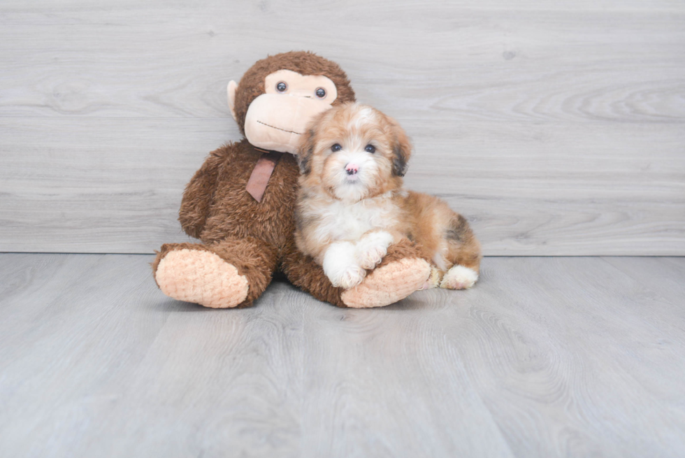 Playful Aussiepoo Poodle Mix Puppy
