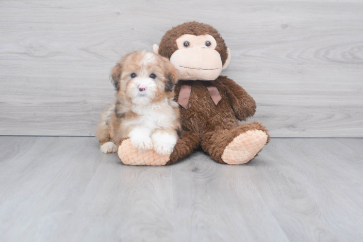 Fluffy Mini Aussiedoodle Poodle Mix Pup