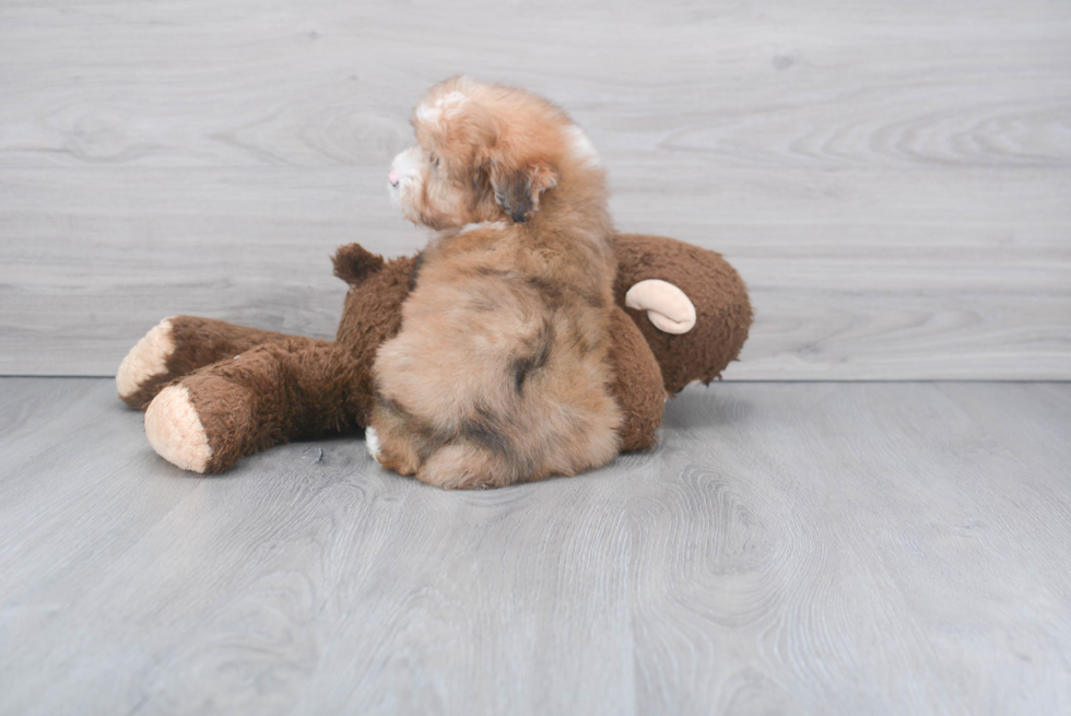 Petite Mini Aussiedoodle Poodle Mix Pup