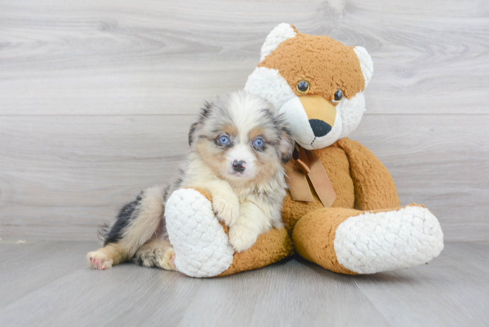 Best Mini Aussie Baby