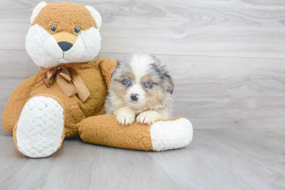 Fluffy Miniature Austrailian Shepherd Purebred Puppy