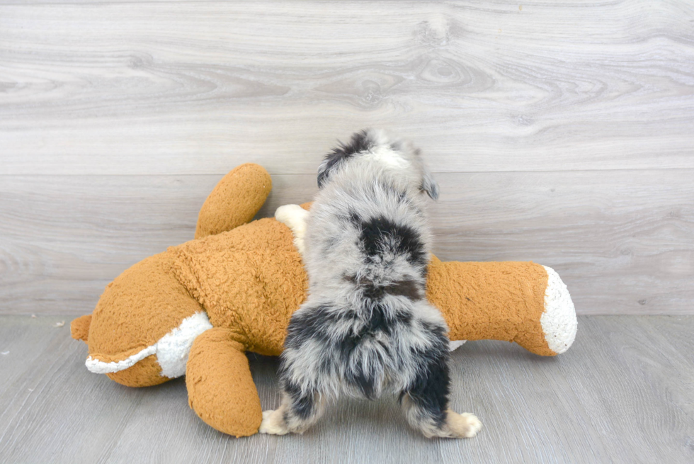 Little Mini Aussie Baby