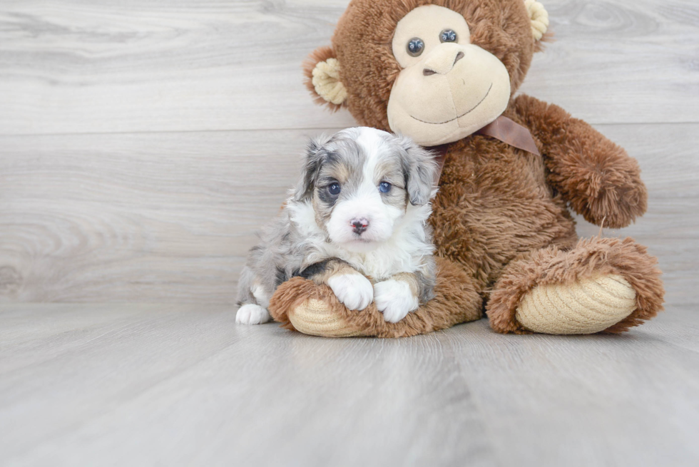 Funny Mini Aussiedoodle Poodle Mix Pup