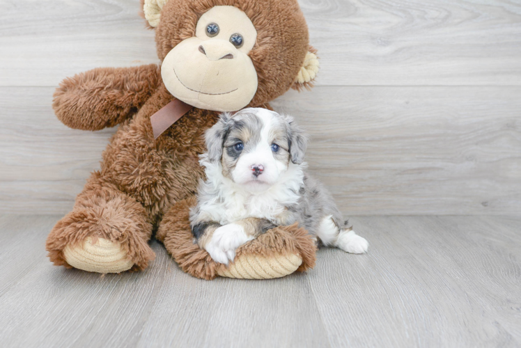 Best Mini Aussiedoodle Baby