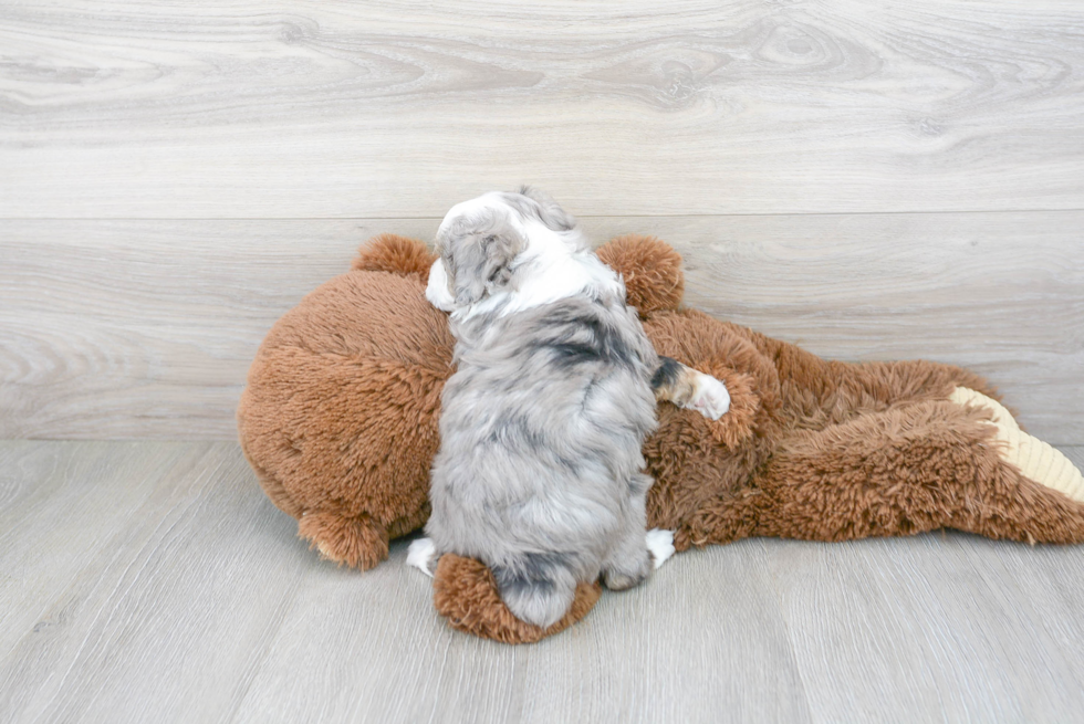 Little Aussiepoo Poodle Mix Puppy