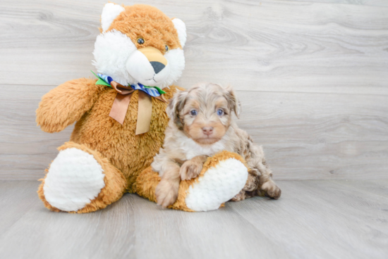 Best Mini Aussiedoodle Baby