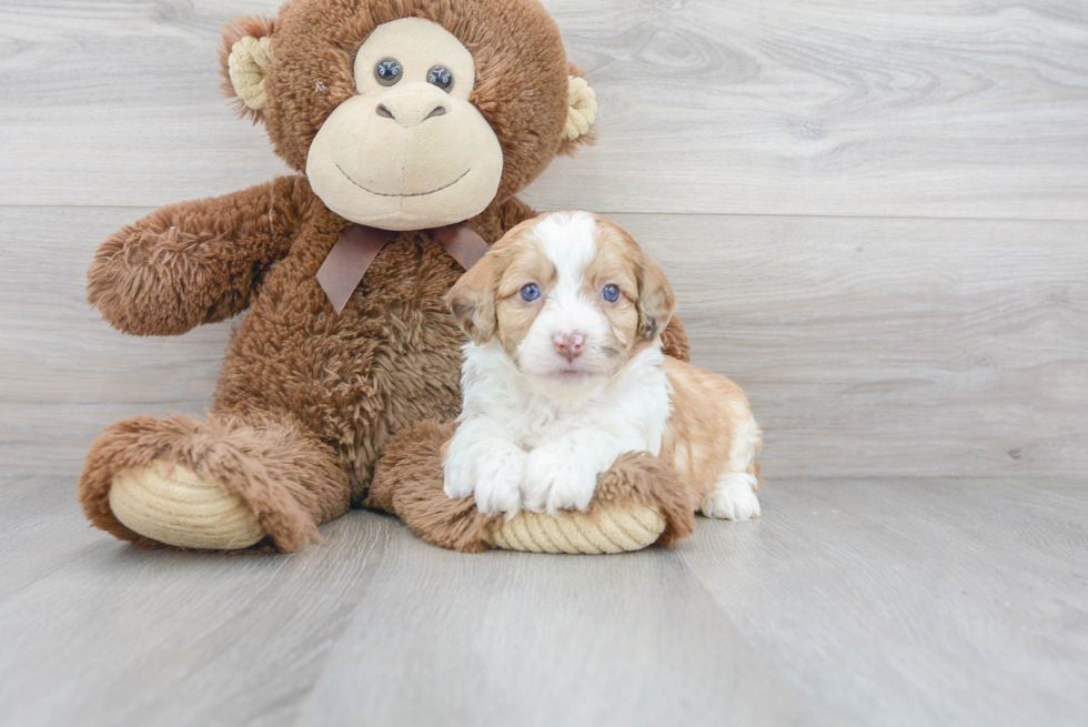 Best Mini Aussiedoodle Baby