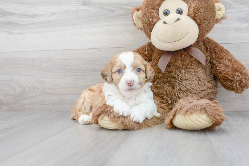 Mini Aussiedoodle Puppy for Adoption