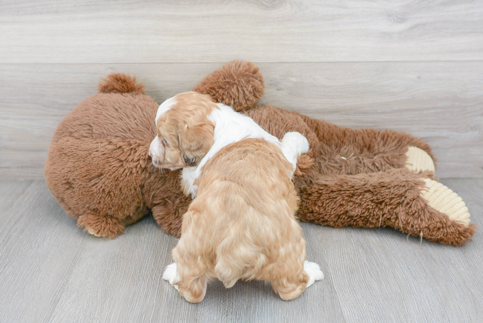 Hypoallergenic Aussiepoo Poodle Mix Puppy