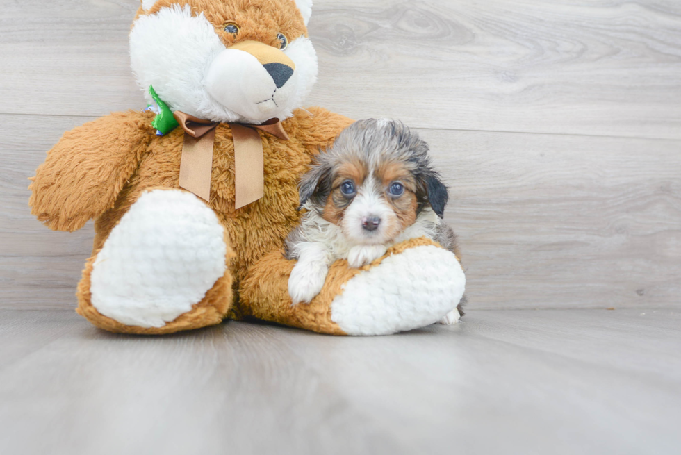 Best Mini Aussiedoodle Baby