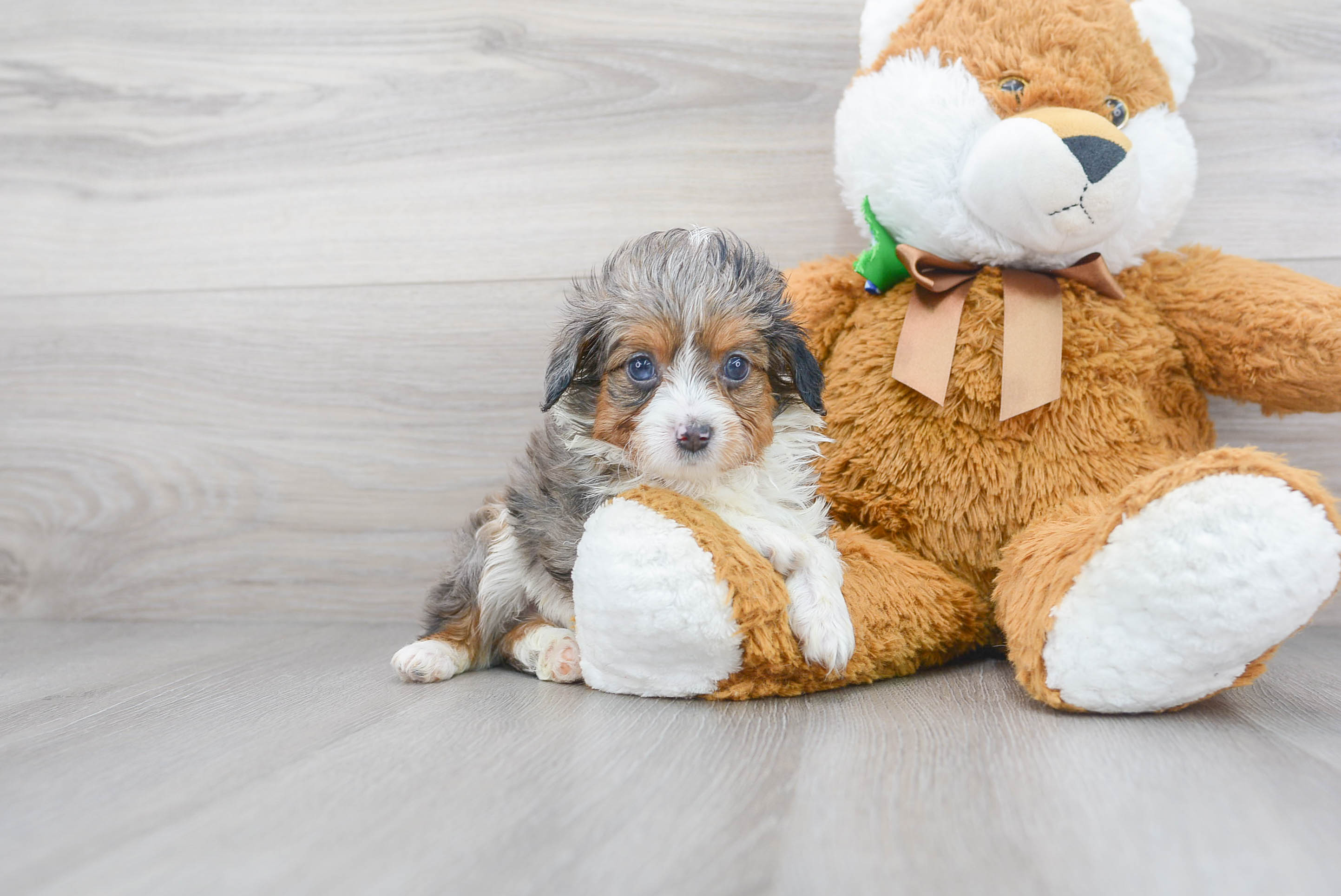 Mini Aussiedoodle Puppy for Adoption