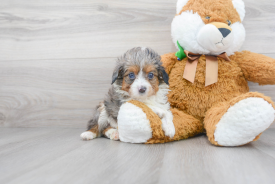 Mini Aussiedoodle Puppy for Adoption