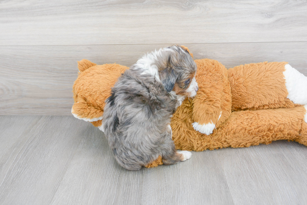 Smart Mini Aussiedoodle Poodle Mix Pup