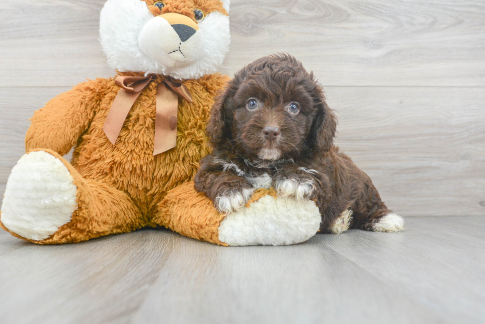 Energetic Aussiepoo Poodle Mix Puppy