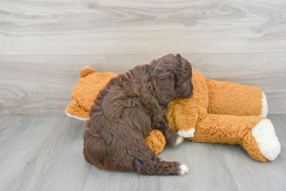 Best Mini Aussiedoodle Baby