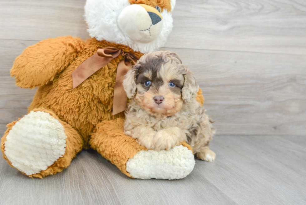 Fluffy Mini Aussiedoodle Poodle Mix Pup