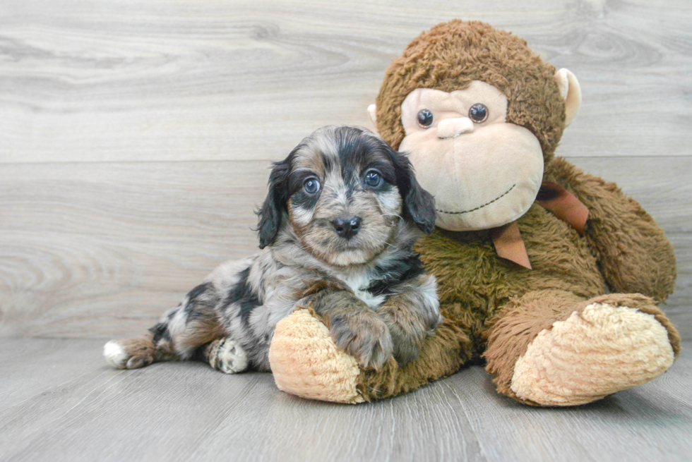 Best Mini Aussiedoodle Baby