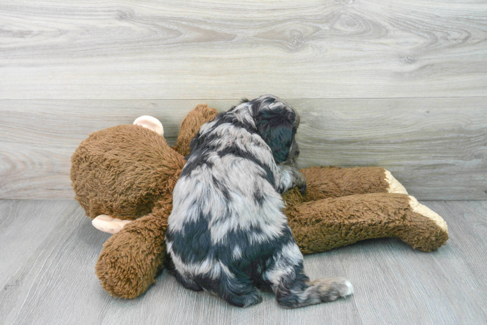 Fluffy Mini Aussiedoodle Poodle Mix Pup